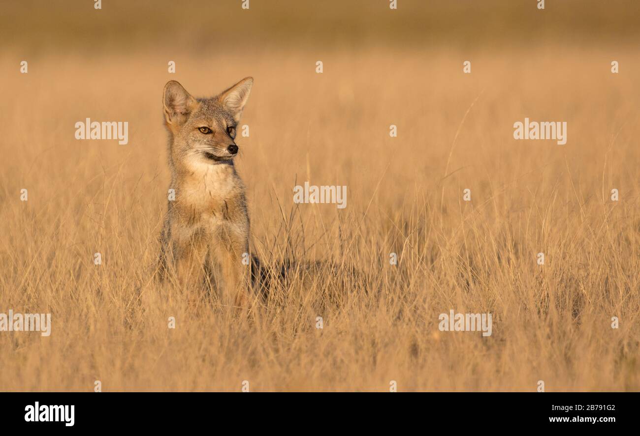 Patagonian fox in a field of grass at sunset, Valdes Peninsula, Chubut Province, Argentina, South America Stock Photo