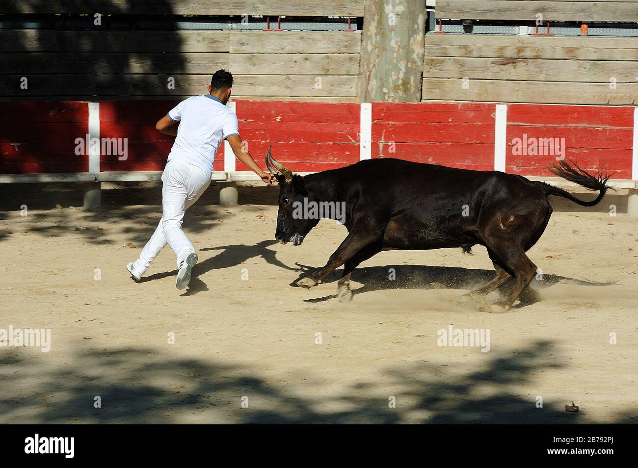 Course camarguaise in south of france Stock Photo