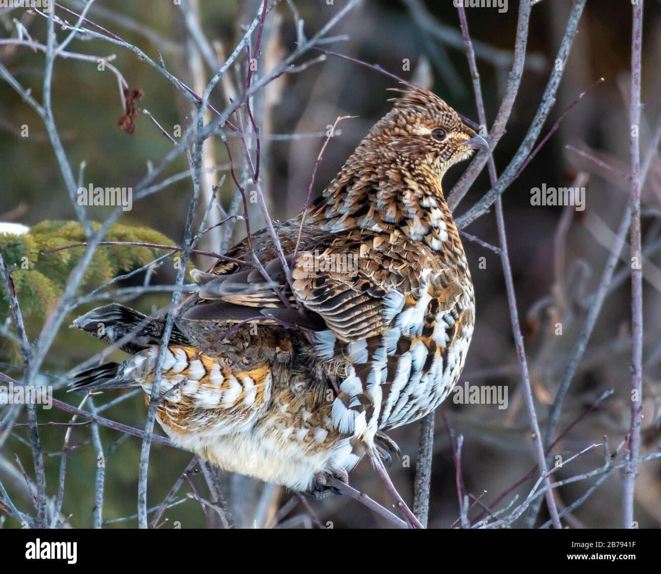 Grouse claw hi res stock photography and images Alamy