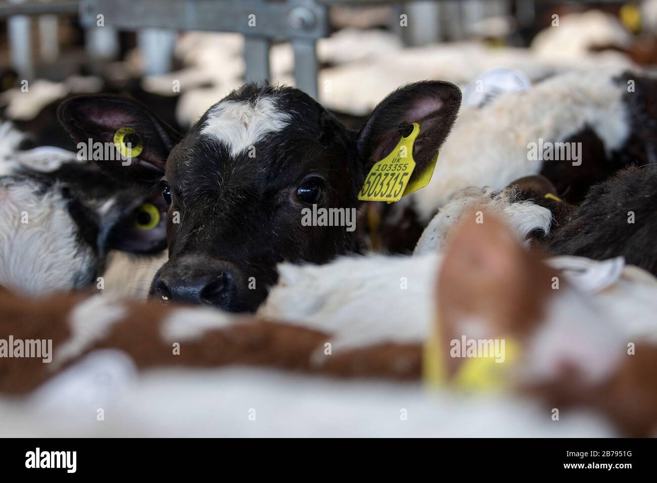 Diary calves for sale at a livestock auction market, Cumbria, UK Stock