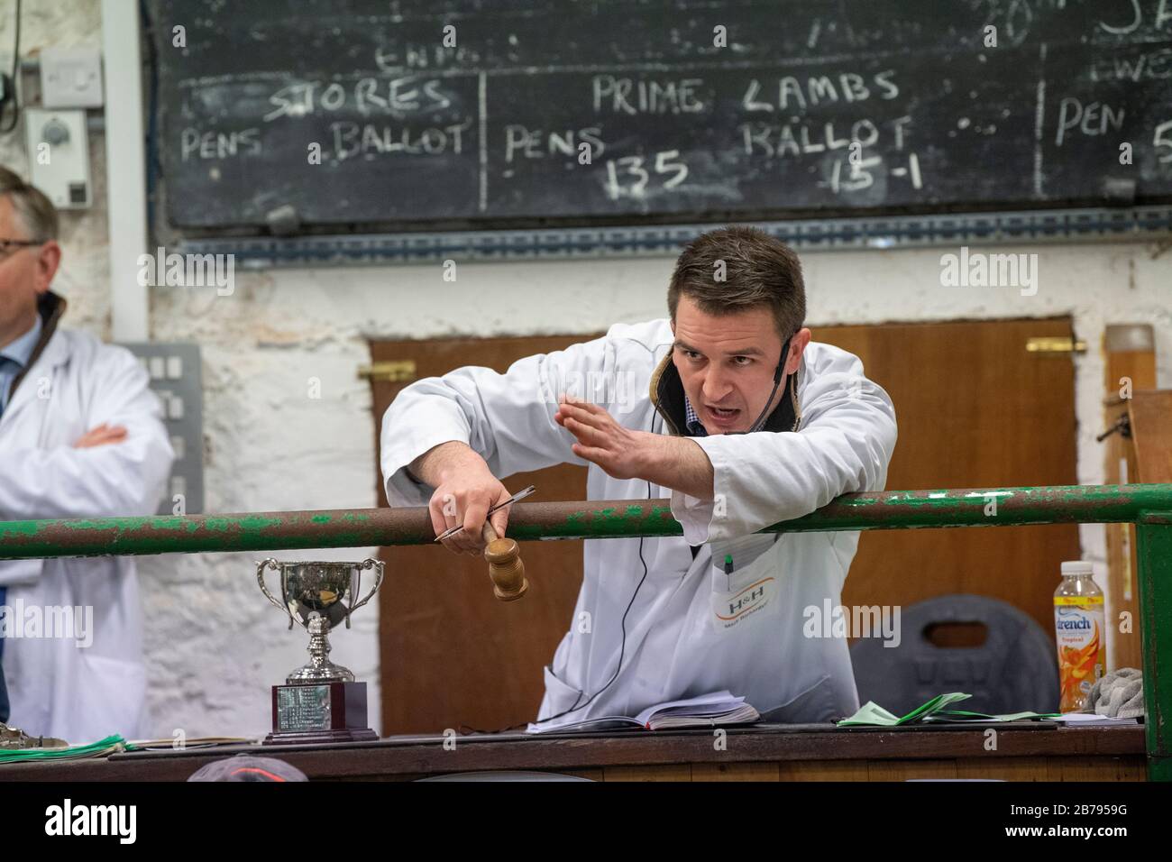 Auctioneer selling beef cattle at an auction mart in Kirkby Stephen, Cumbria, UK Stock Photo Alamy