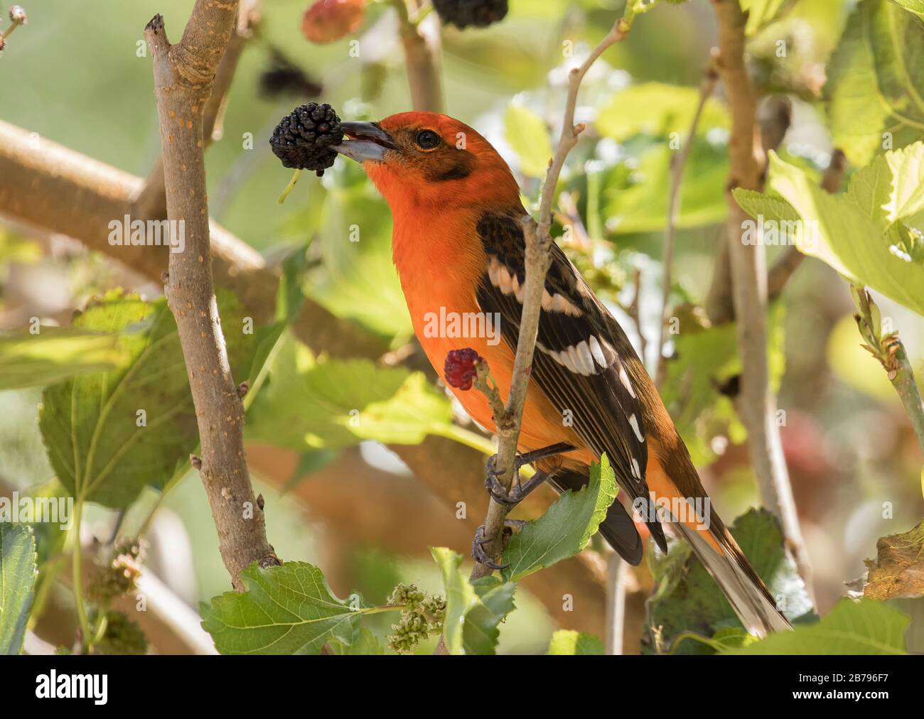 Flame-colored tanager Stock Photo