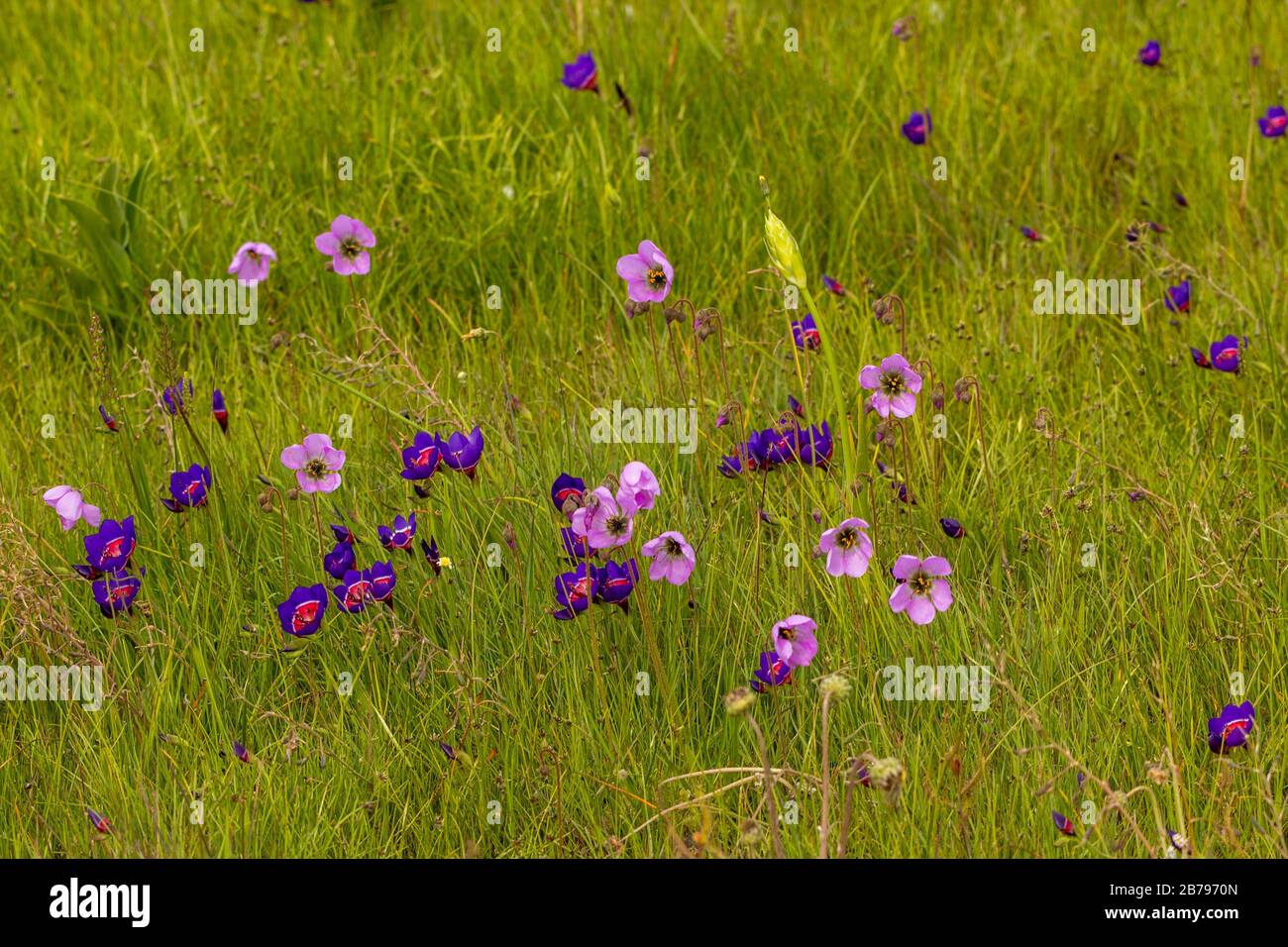 Geissorhiza radians and Droser pauciflora close to Darling, Western Cape, Souh Africa Stock Photo