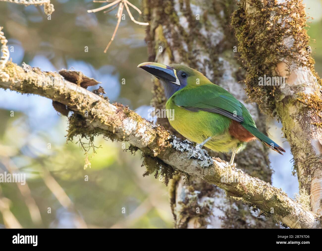 Emerald toucanet Stock Photo