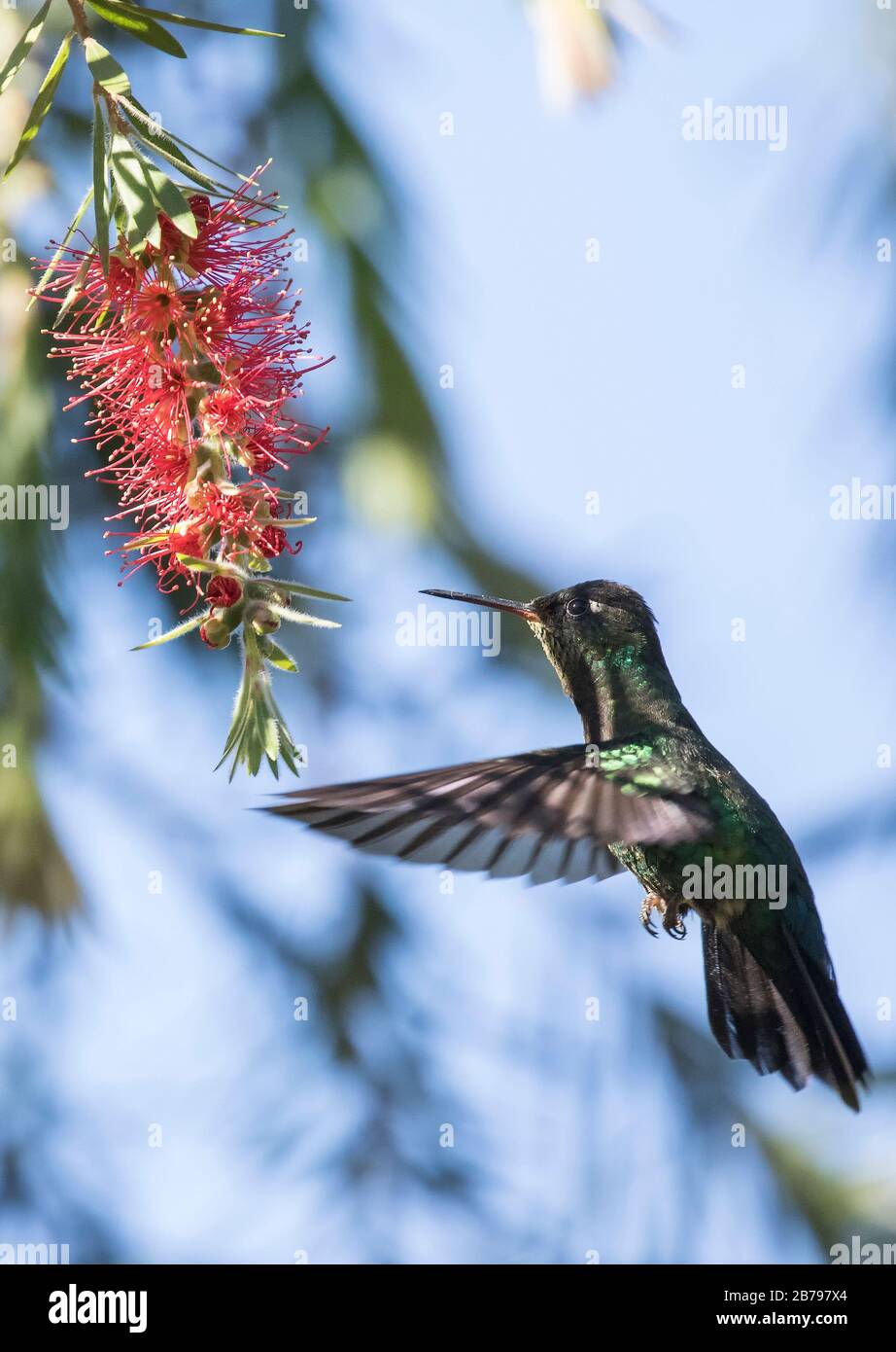 Talamanca hummingbird Stock Photo