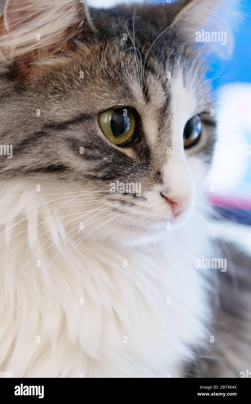 pretty domestic long hair cat looking away, closeup portrait Stock Photo