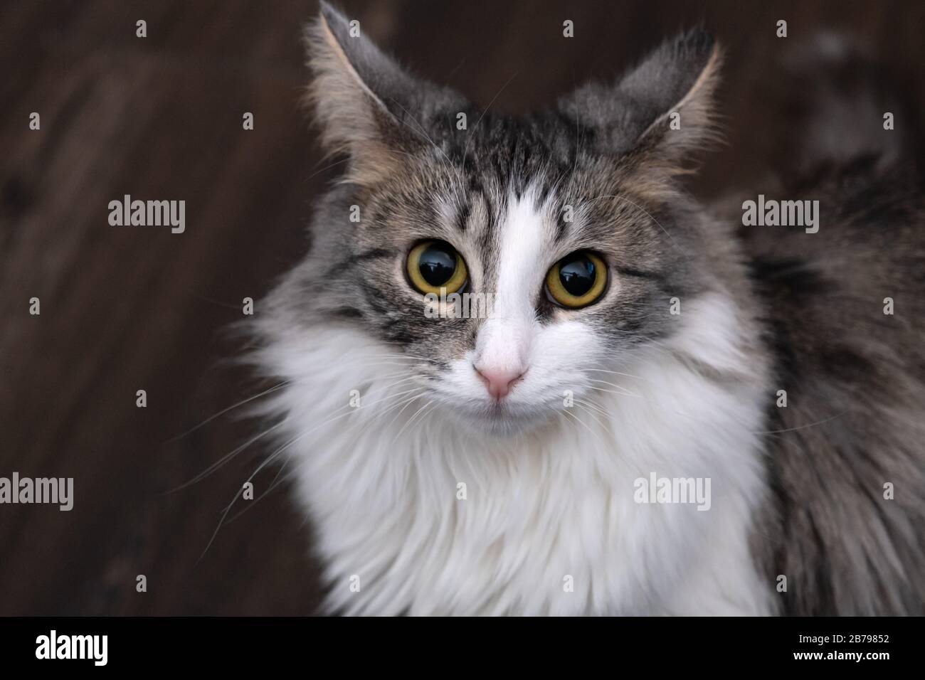 Domestic long hair cat hi-res stock photography and images - Alamy