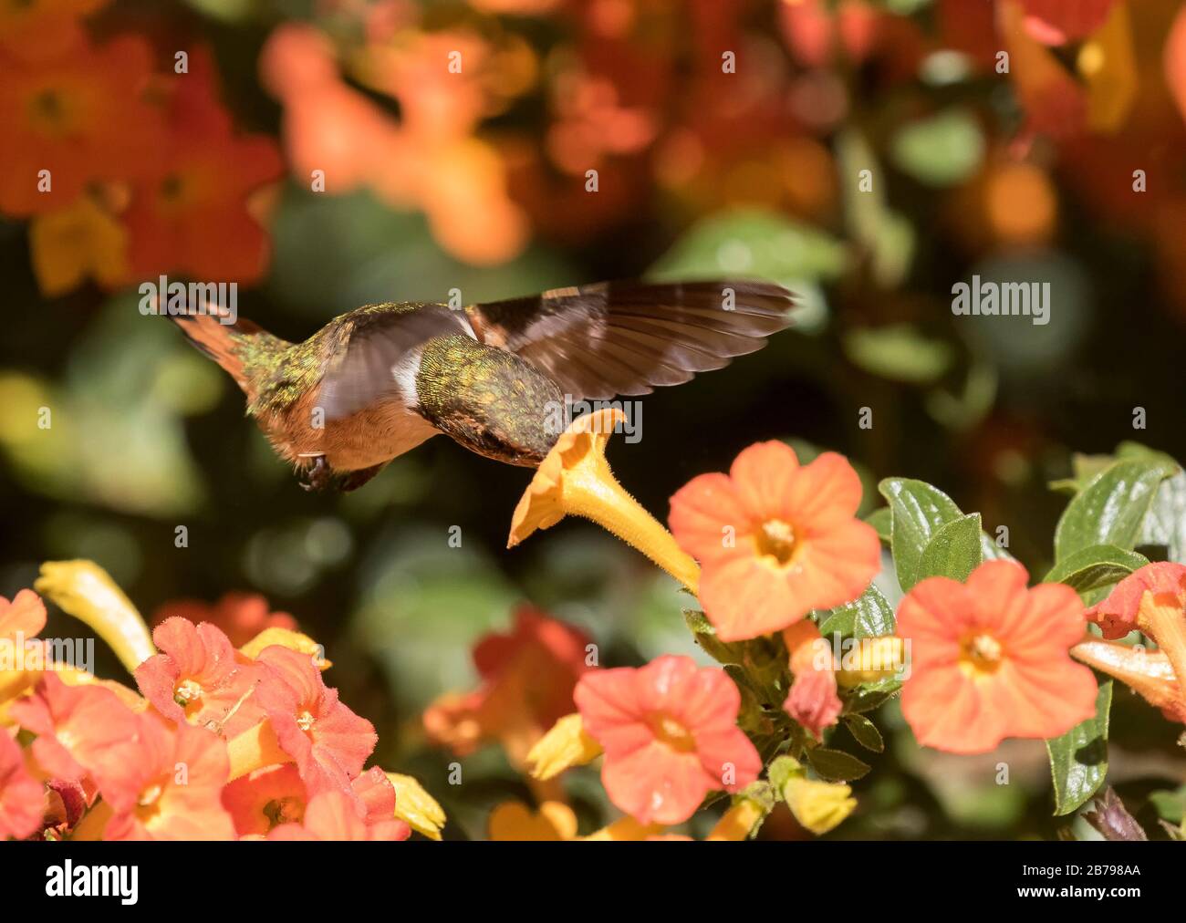 Scintillant hummingbird Stock Photo