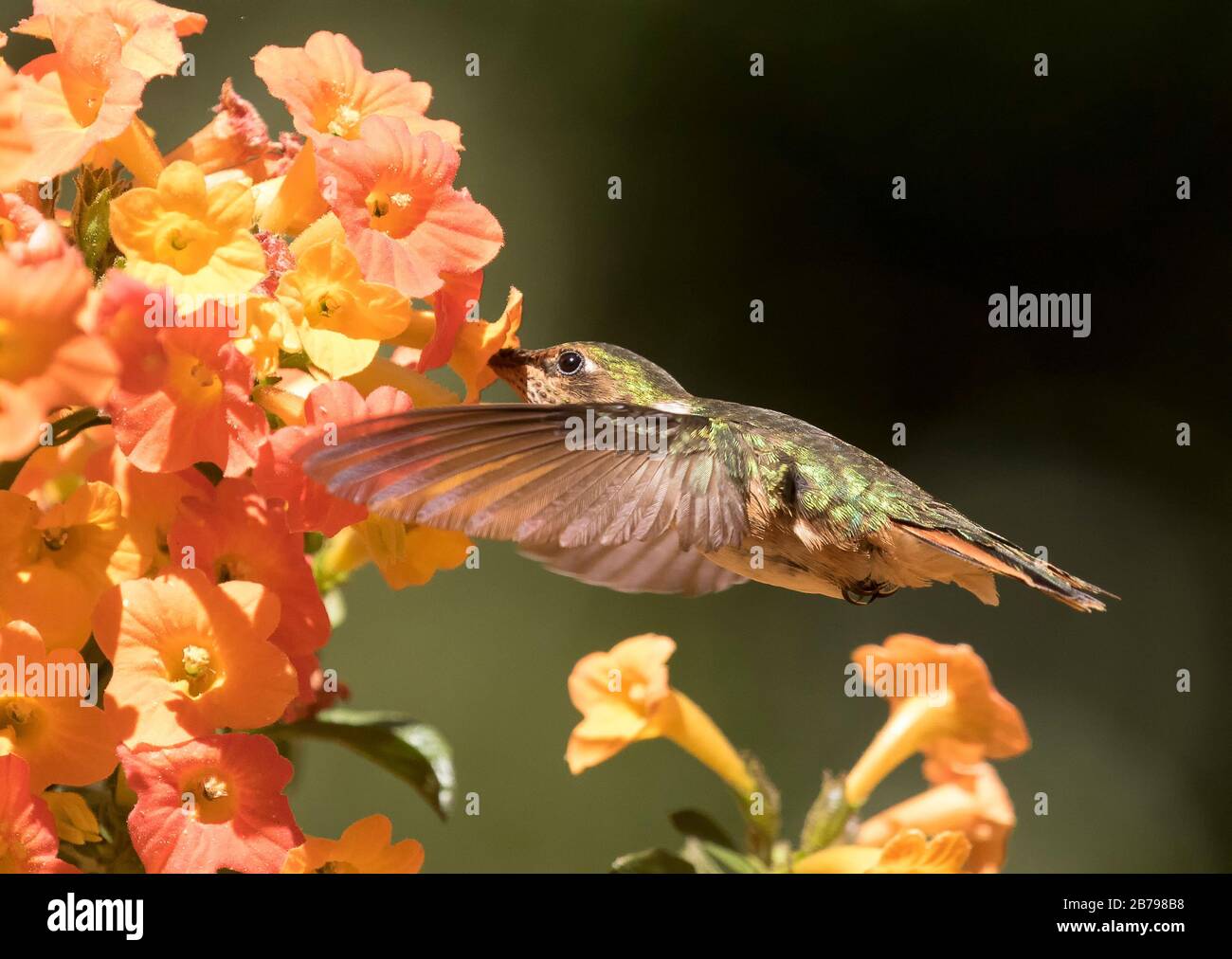 Scintillant hummingbird Stock Photo