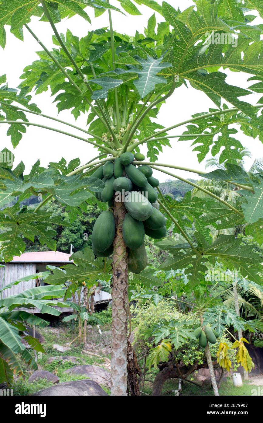 A big papaya tree in Seychelles island Stock Photo Alamy
