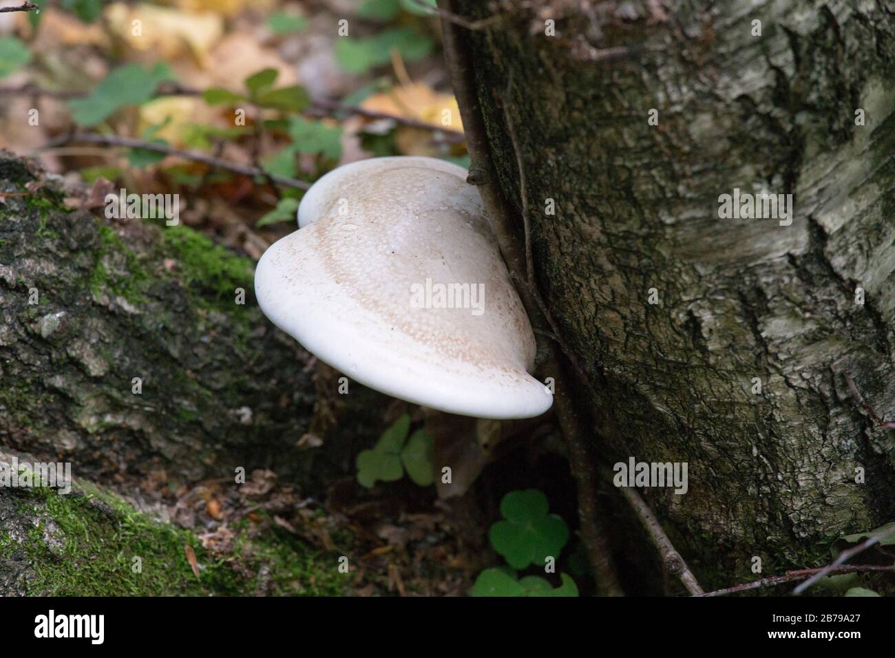 Not Edible Not edible mushrooms in the wood of northern Italy Stock Photo - Alamy