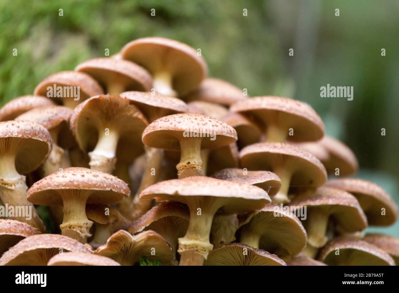 Not Edible Not edible mushrooms in the wood of northern Italy Stock Photo - Alamy