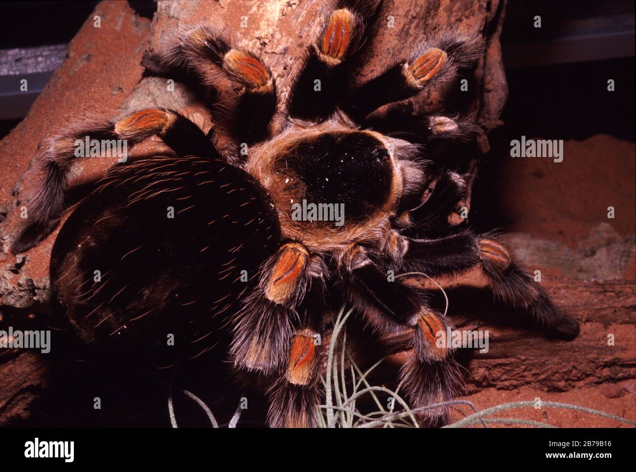 Mexican red-knee tarantula, Brachypelma smithi Stock Photo