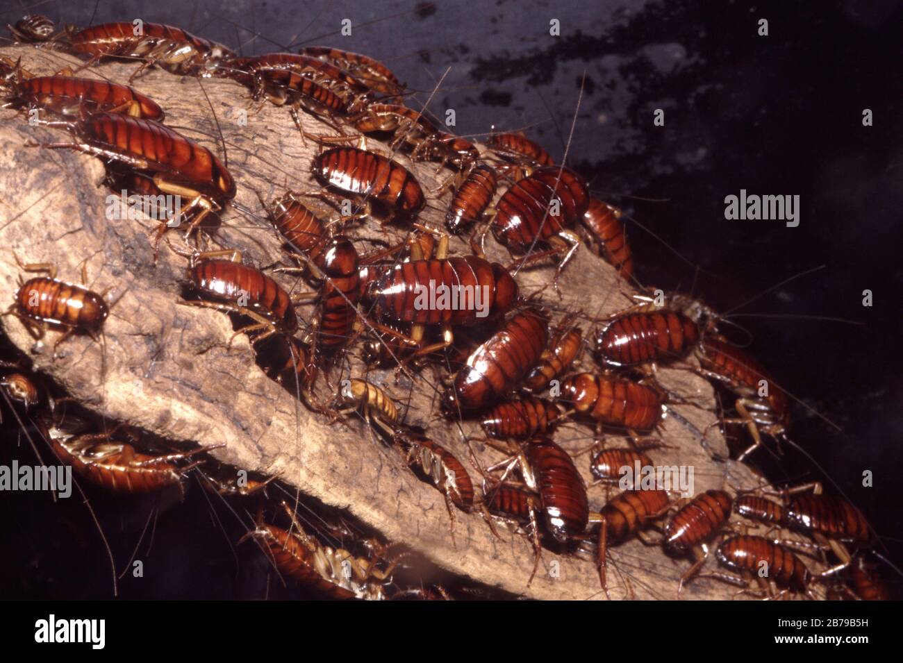 American cockroach, Periplaneta americana Stock Photo