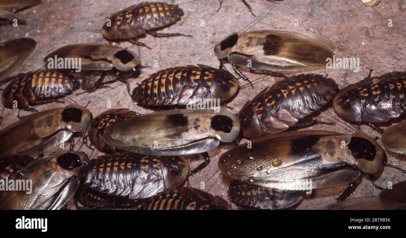 Central American giant cave cockroach (Blaberus giganteus) Stock Photo