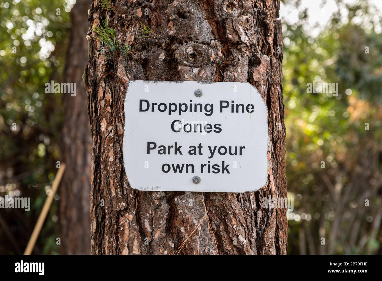 "Dropping Pine Cones Park at your own risk", sign on pine tree; California, USA Stock Photo