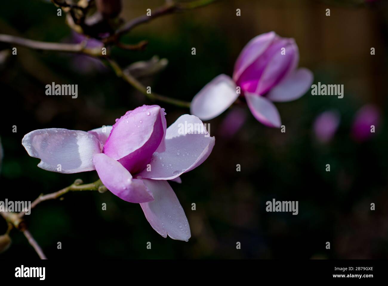 Magnolia Buds after rain Stock Photo Alamy