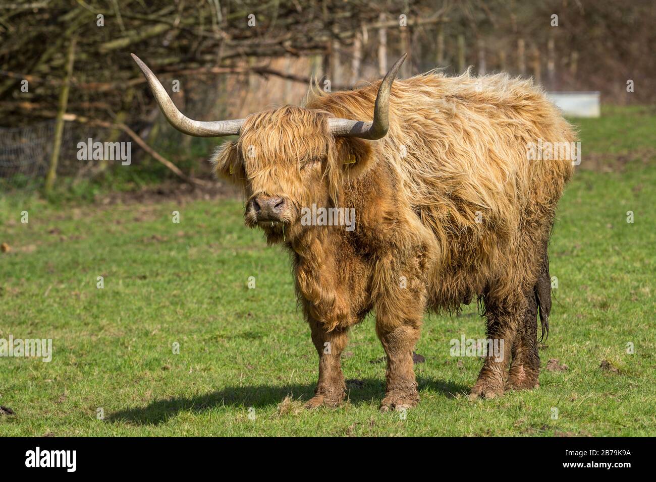 Long horned highland cattle red orange coat matted with mud as very wet winter weather 2020. Soaking up late winter sunshine on best remaining grass. Stock Photo