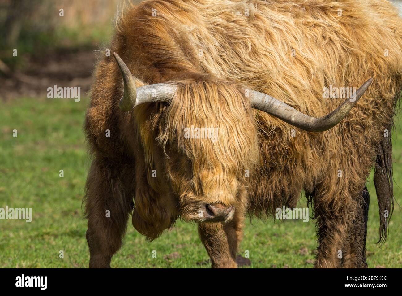 Long horned highland cattle red orange coat matted with mud as very wet winter weather 2020. Soaking up late winter sunshine on best remaining grass. Stock Photo