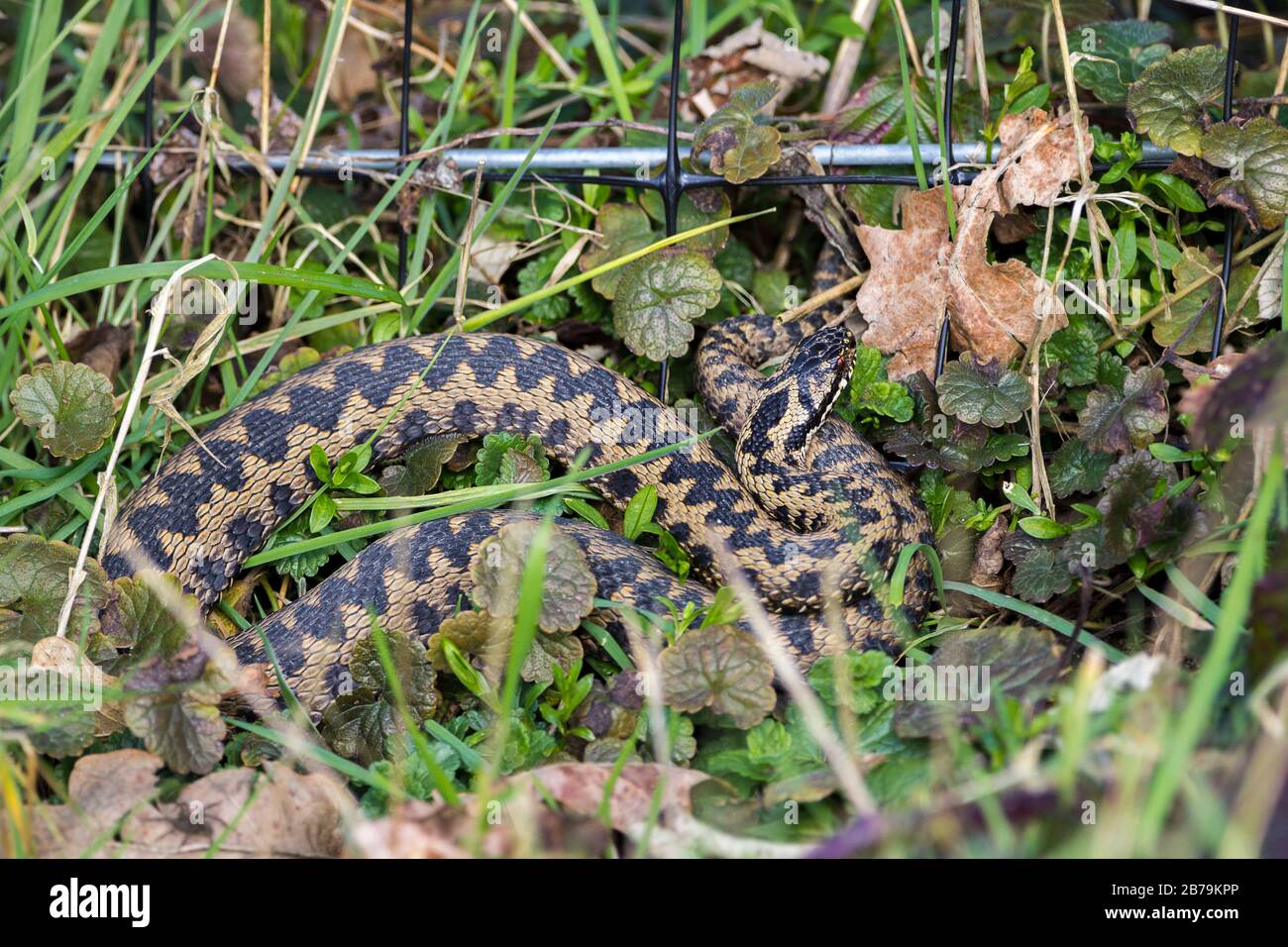 Adder (Vipera berus) female brown grey body with dark zig zag pattern along length of body with ruby red eyes and vertical pupil. Early spring time. Stock Photo