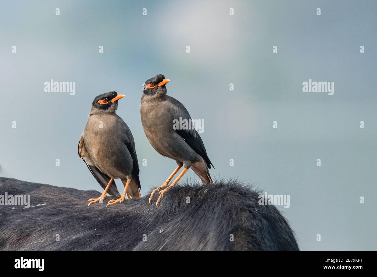 Pair of Bank Myna aka Acridotheres ginginianus) is a myna found in northern parts of South Asia Stock Photo