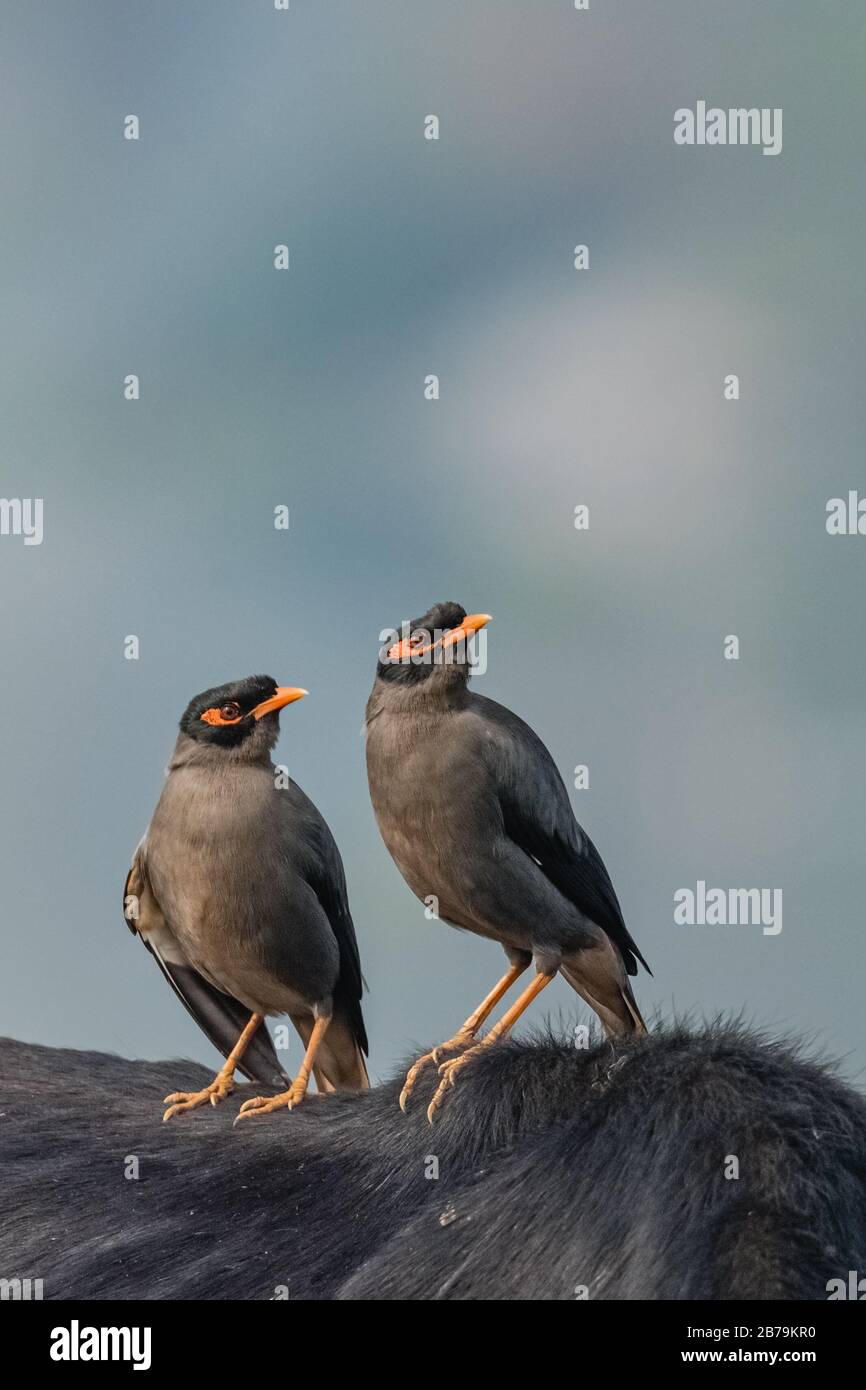 Pair of Bank Myna aka Acridotheres ginginianus) is a myna found in northern parts of South Asia Stock Photo