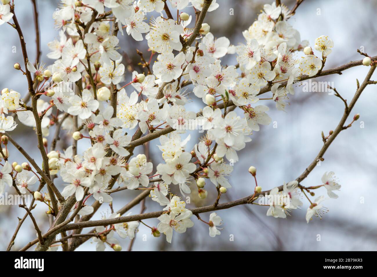 Five petal flower hires stock photography and images Alamy