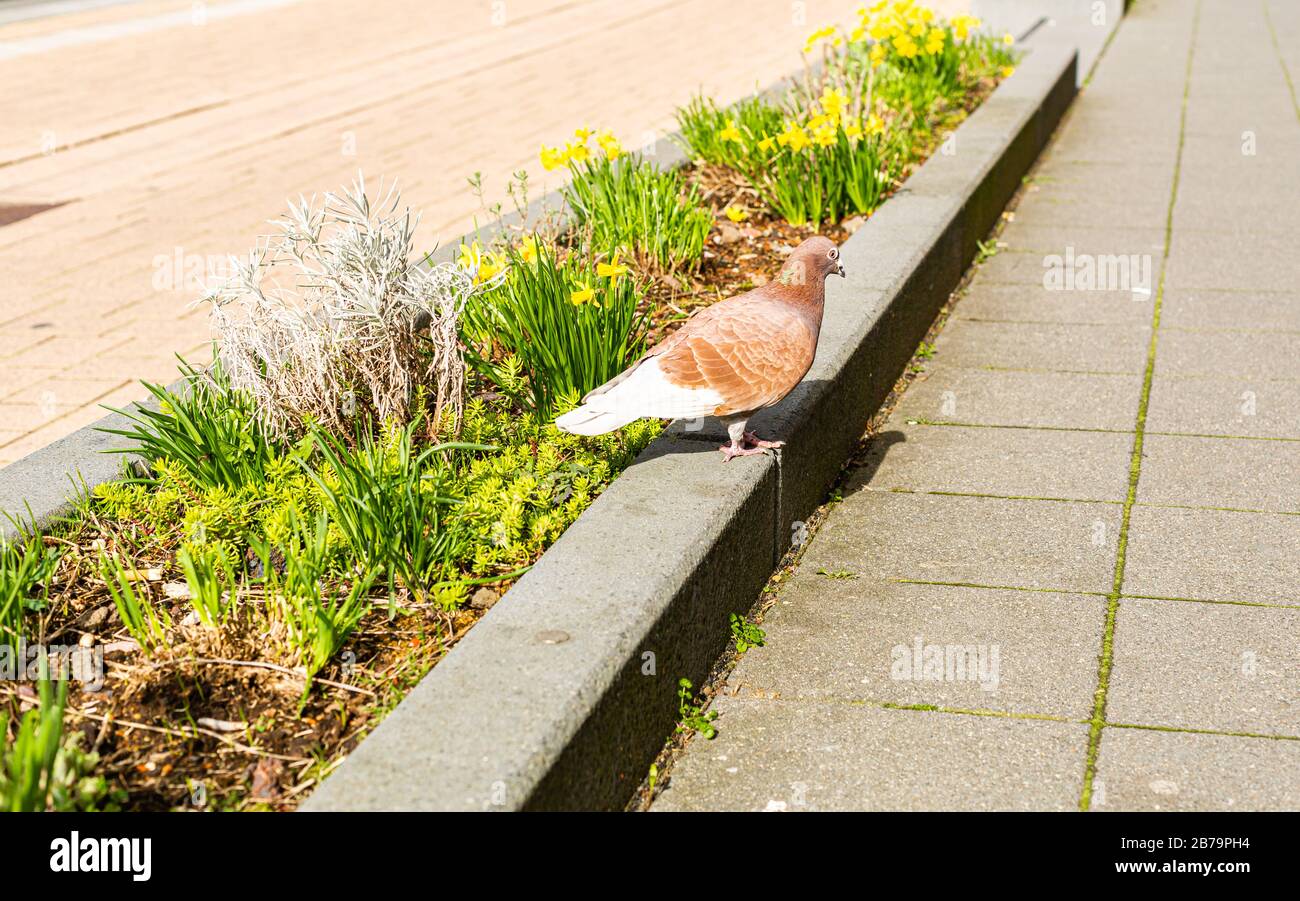 Pigeon on a flower bed. Municipal greenery. Flowers in the city. Stock Photo