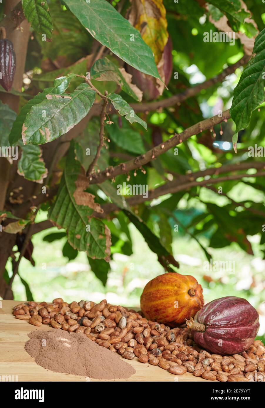 Cacao harvest in farm. Cocoa plant with fruits Stock Photo Alamy