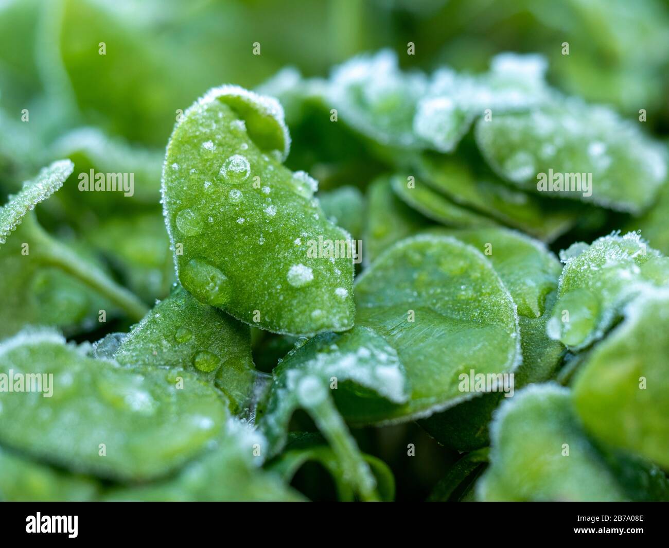 Winter purslane (Claytonia perfoliata) with frost. Stock Photo