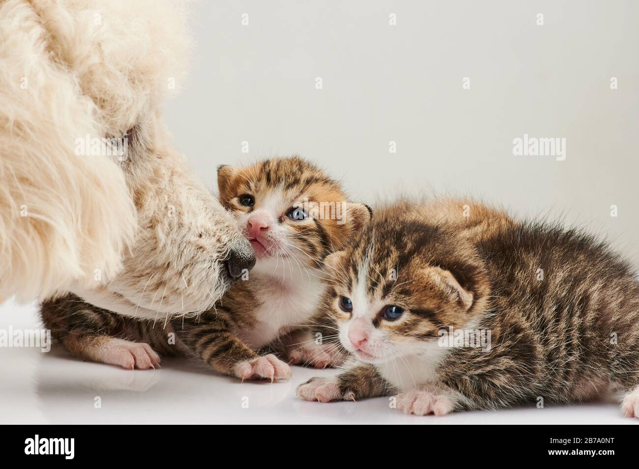 Poodle dog taking care of cats close up view Stock Photo