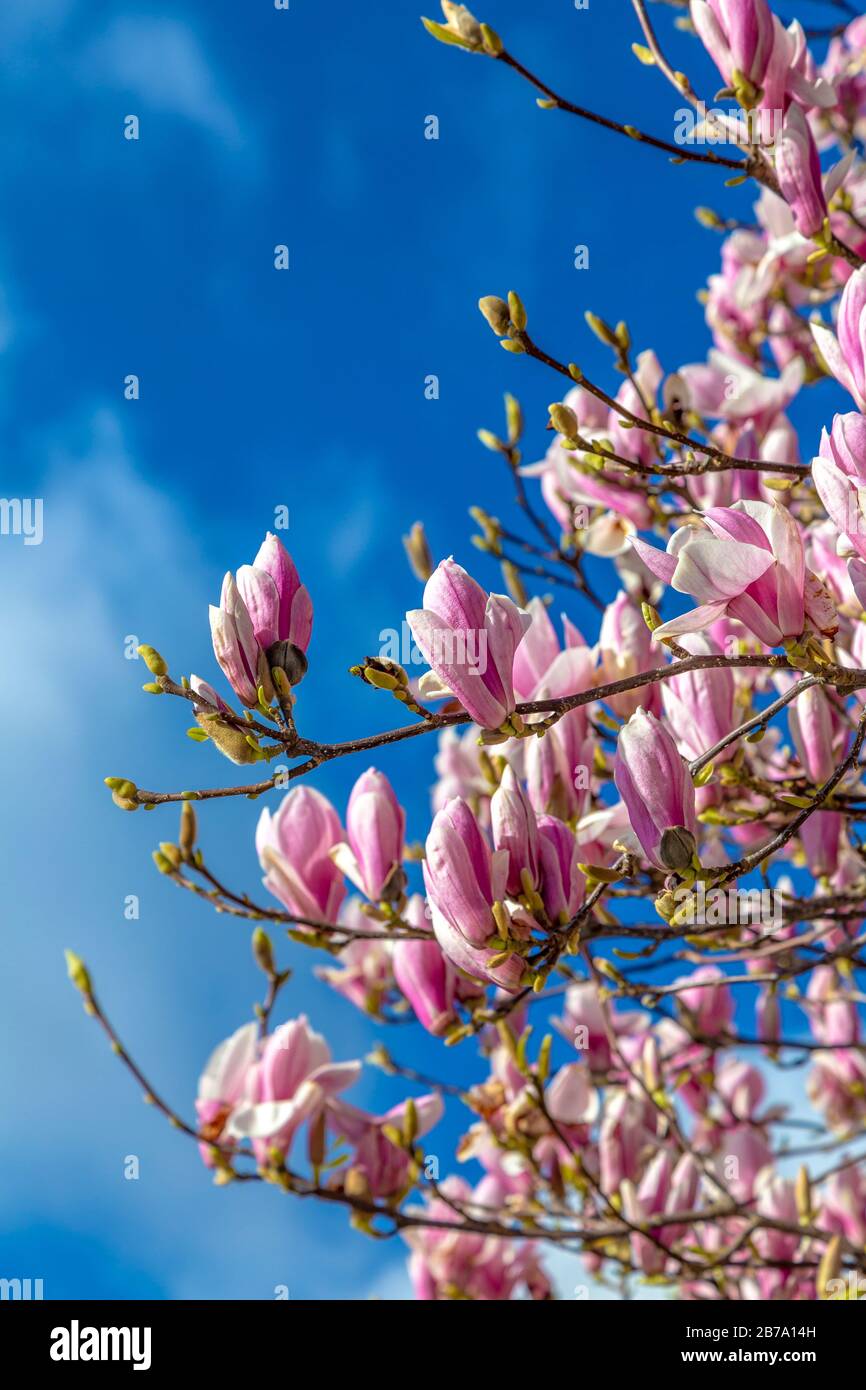 Magnolia tree uk hi-res stock photography and images - Alamy