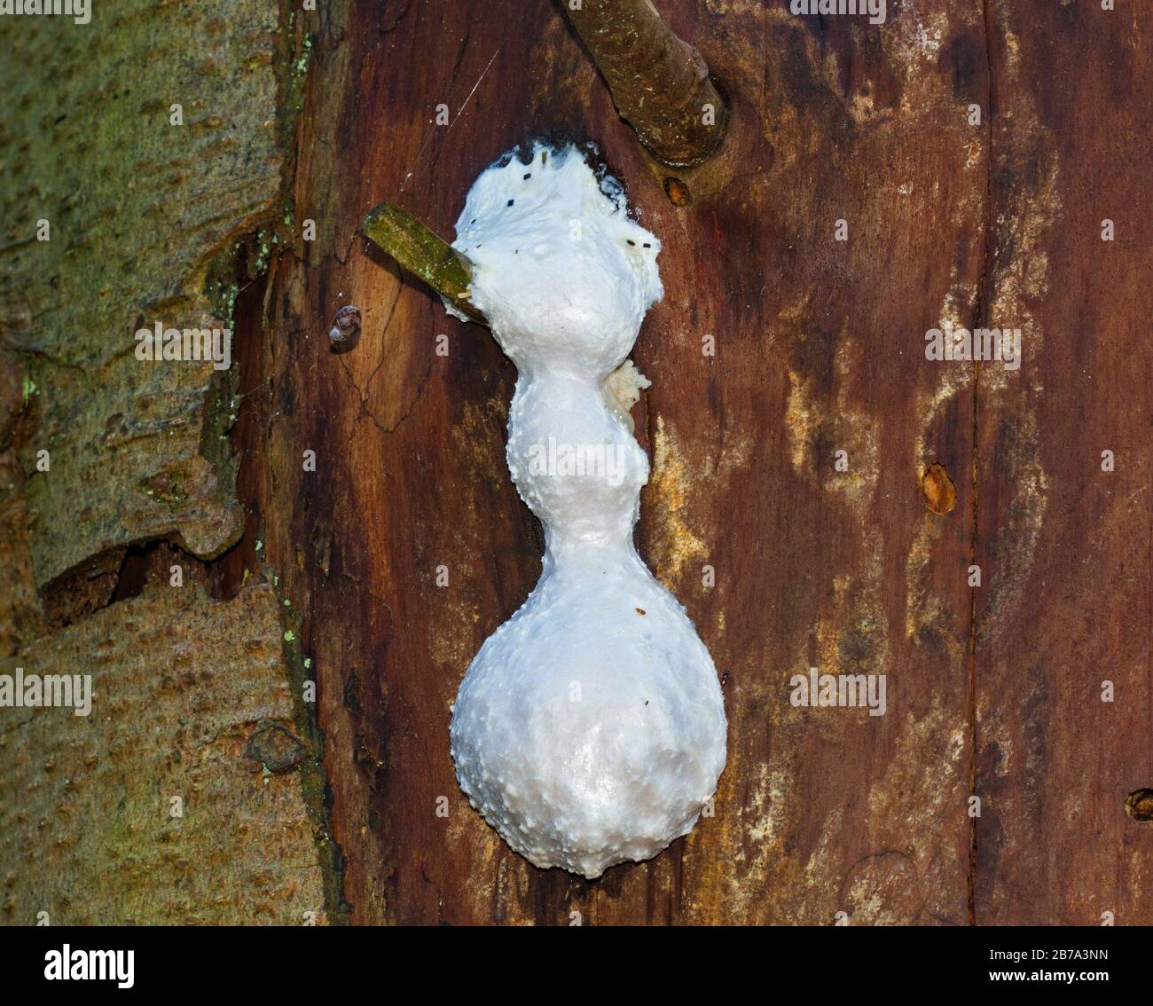 False Puffball, a slime mould, on the stem of a rotting dead tree Stock Photo