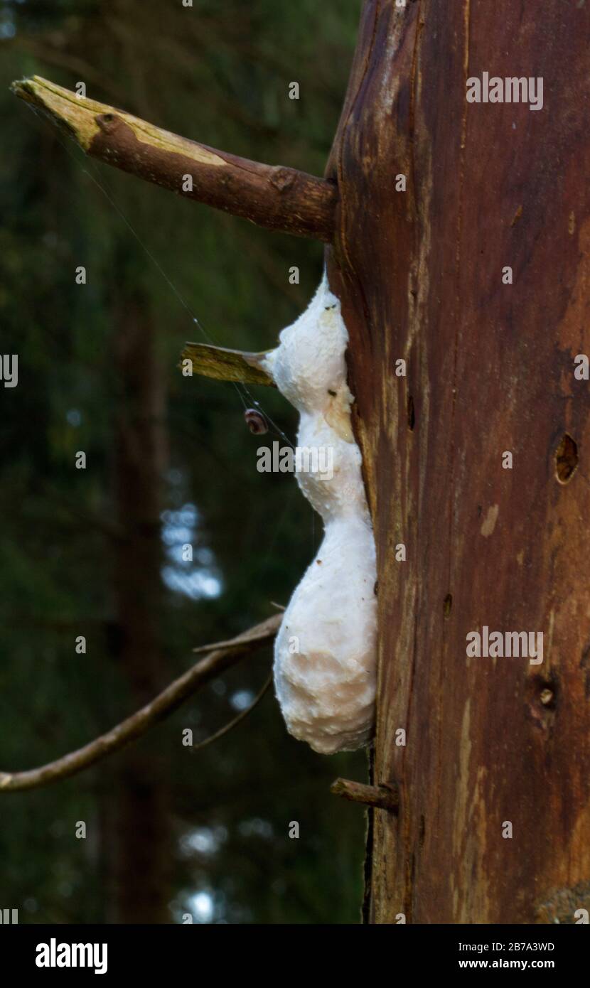 False Puffball, a slime mould, on the stem of a rotting dead tree Stock Photo