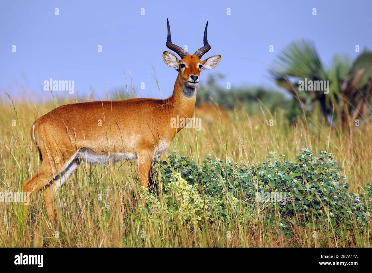 Ugandan kob, Murchison Falls National Park Uganda (Kobus thomasi) Stock Photo