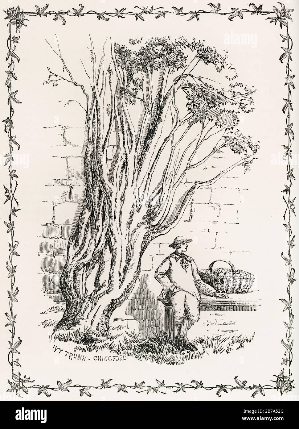 Cultivation of the Ivy from The Ivy, a Monograph (1872) by Shirley Hibberd (1825–1890). Digitally enhanced from our own original edition. Stock Photo