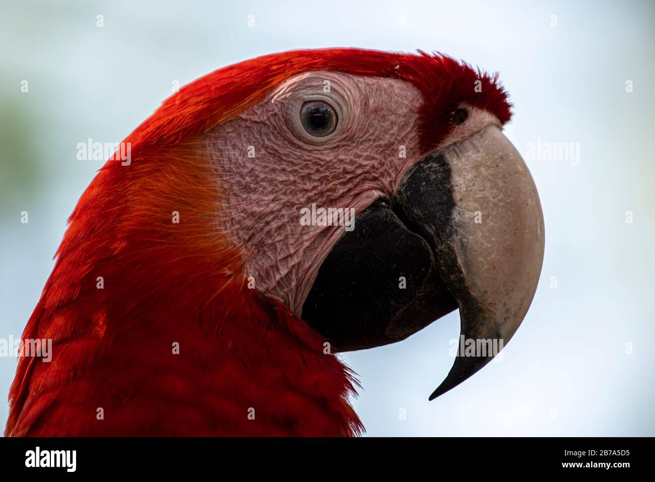 Scarlet macaw close up head image taken in Azuero Panama Stock Photo