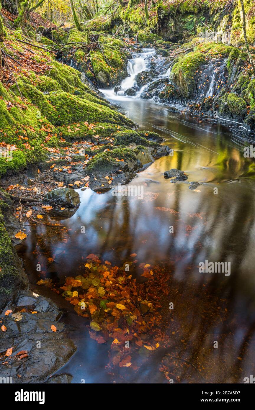 Laurieston forest dumfries galloway scotland hires stock photography