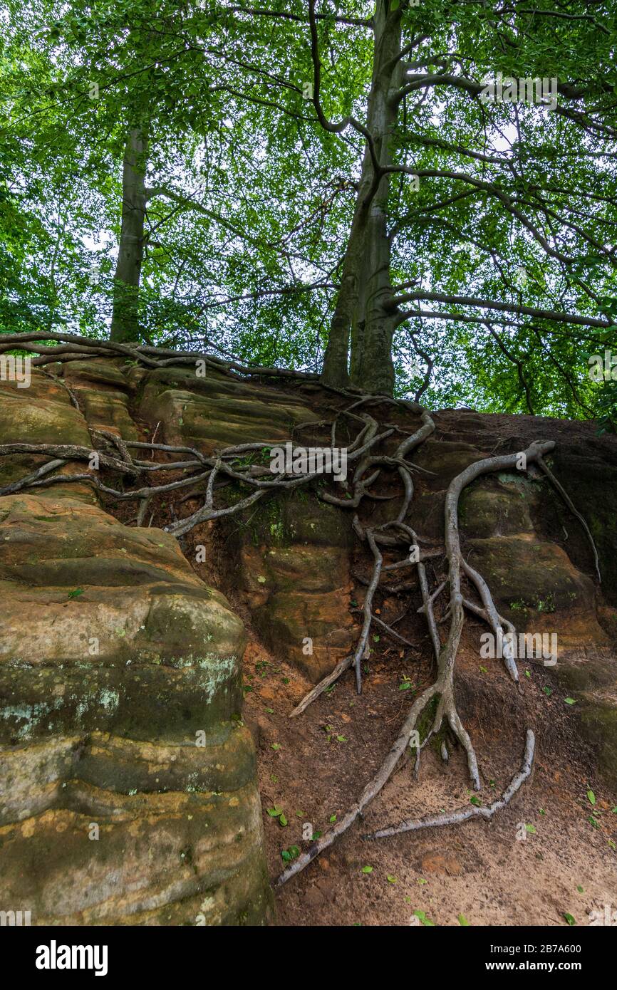 Saxon roots hi-res stock photography and images - Alamy