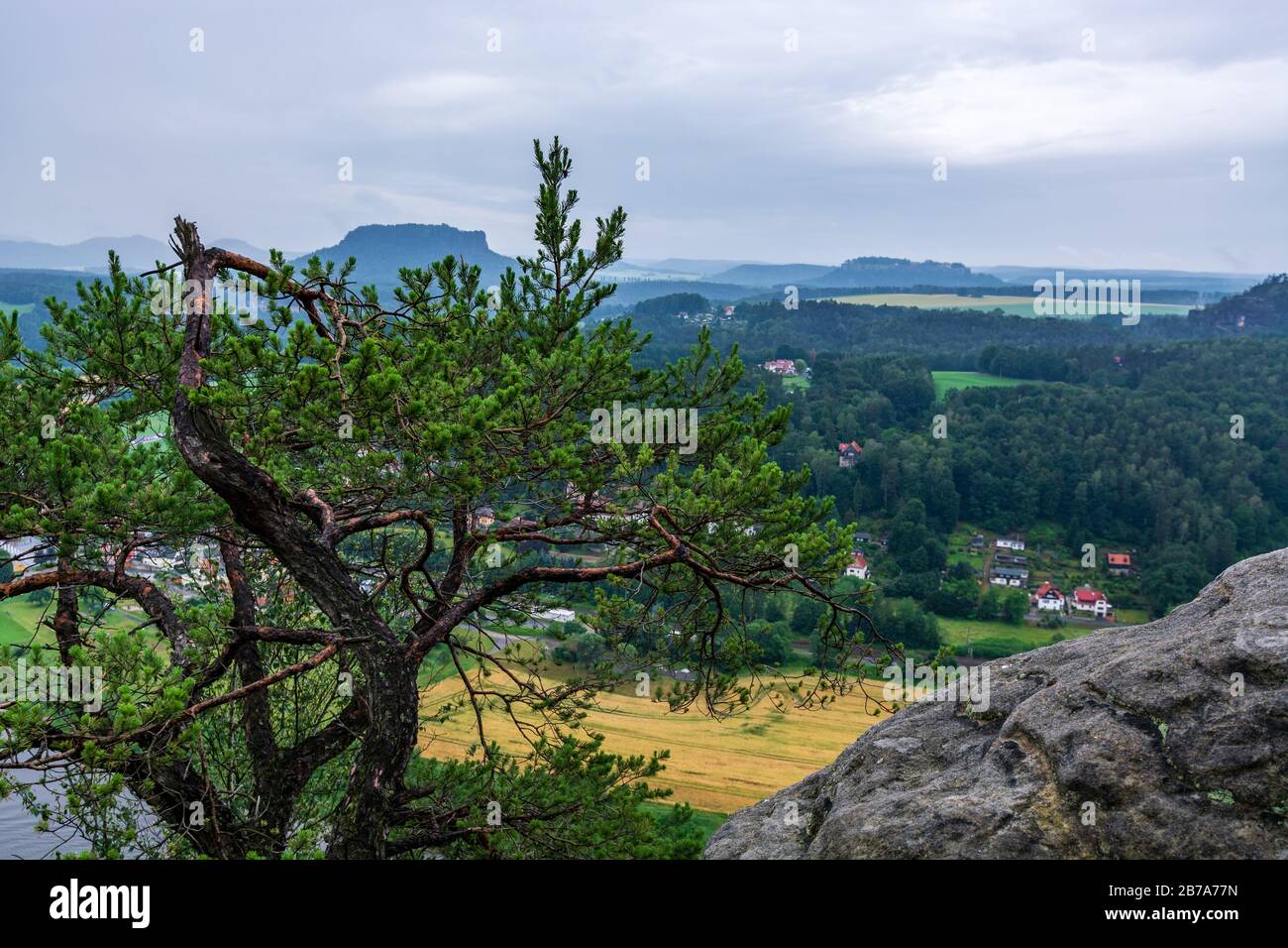 Tree in saxon switzerland hi-res stock photography and images - Alamy