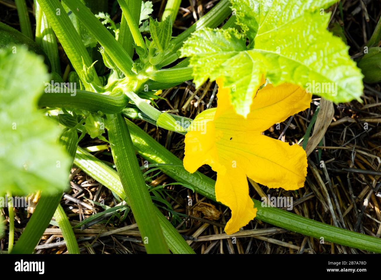 zucchini stalk with a fruit and a flower growing in a permaculture