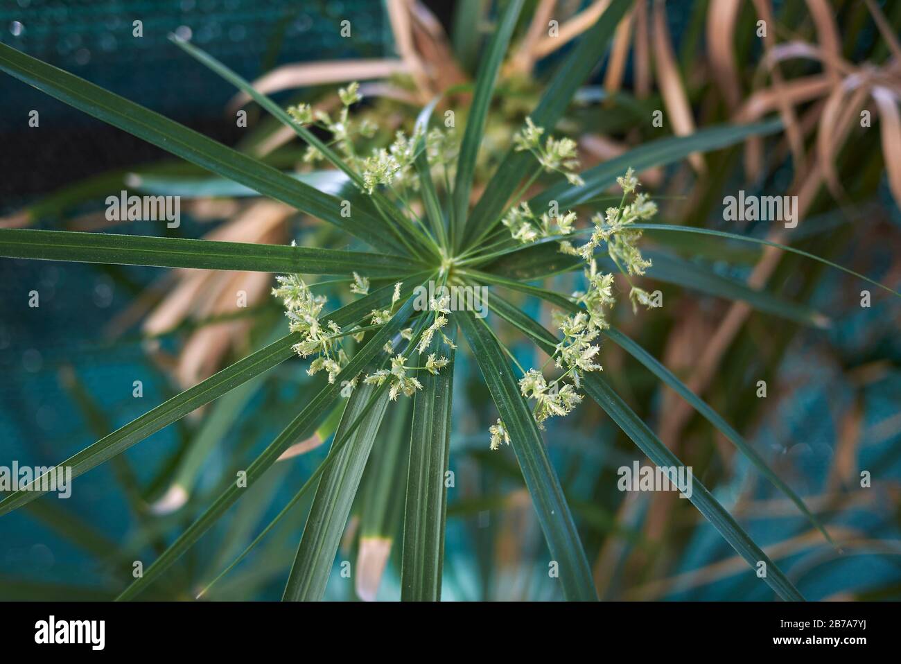 Cyperus alternifolius Stock Photo