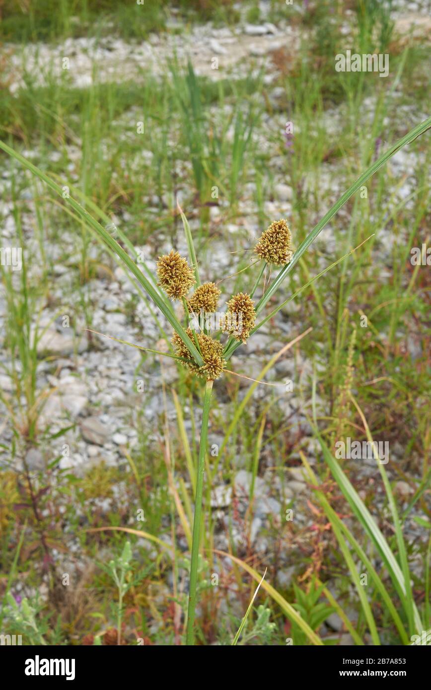 Cyperus glomeratus Stock Photo