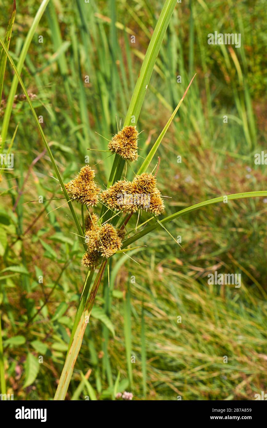 Cyperus glomeratus Stock Photo