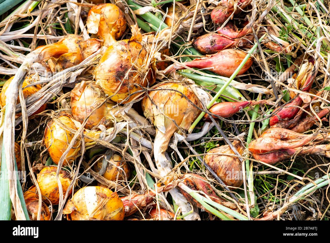 yellow onions and shallots drying in the summer sun in a permaculture