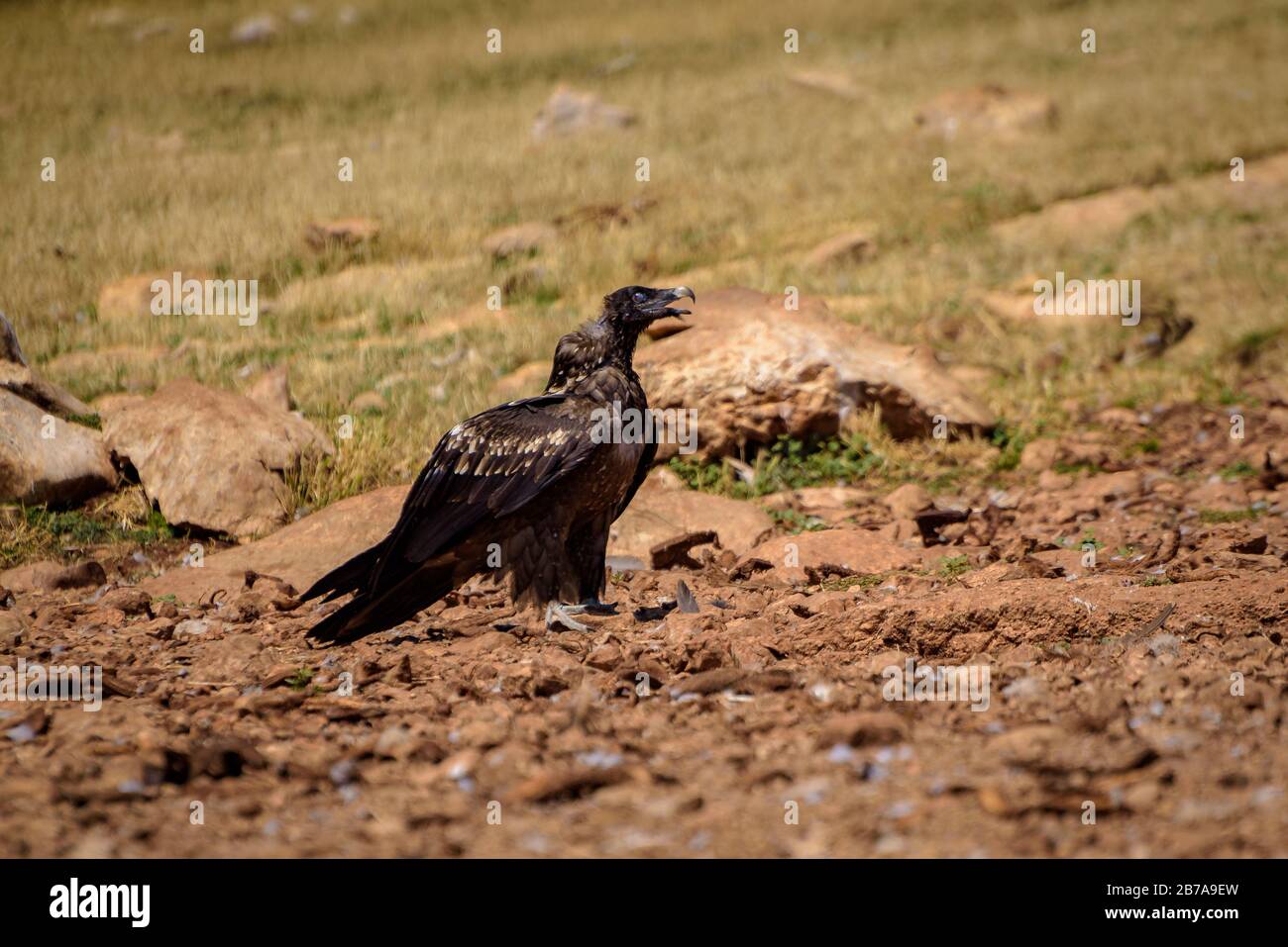 Bearded vulture in the  Boumort range (Lleida Pyrenees, Catalonia, Spain) ESP: Quebrantahuesos en la Serra de Boumort (Pirineo de Lérida, Cataluña) Stock Photo
