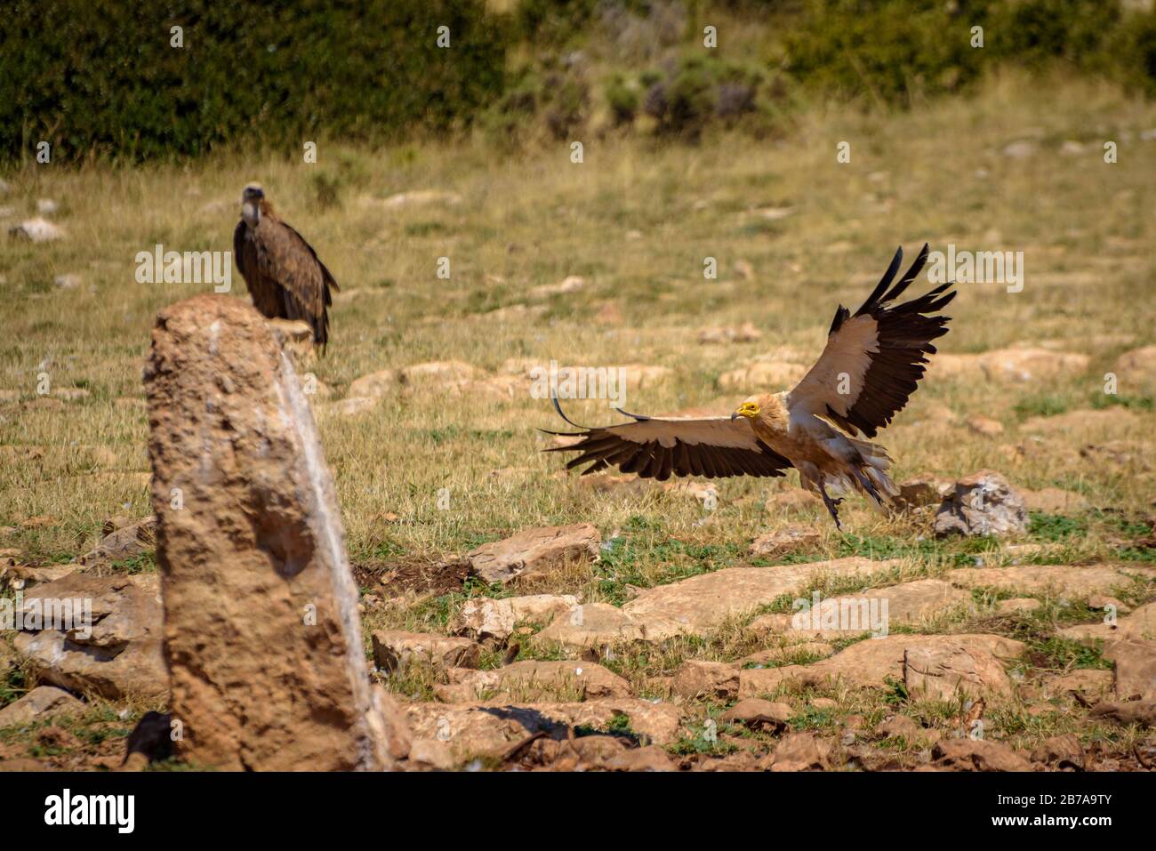 Vultures in the  Boumort range (Lleida Pyrenees, Catalonia, Spain) ESP: Buitres en la Serra de Boumort (Pirineo de Lérida, Cataluña, España) Stock Photo