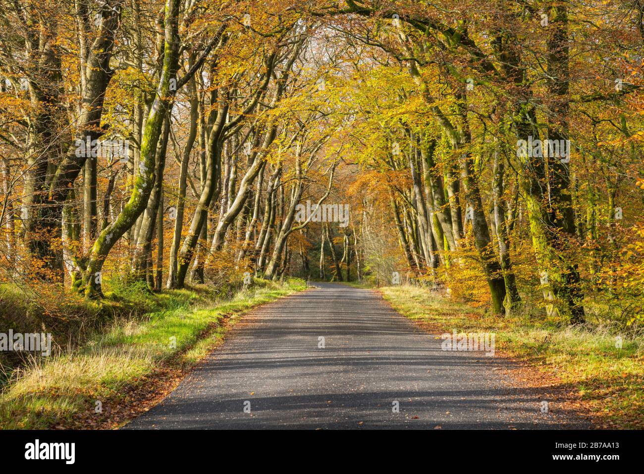 Avenue of beech trees between Laurieston and Gatehouse of Fleet