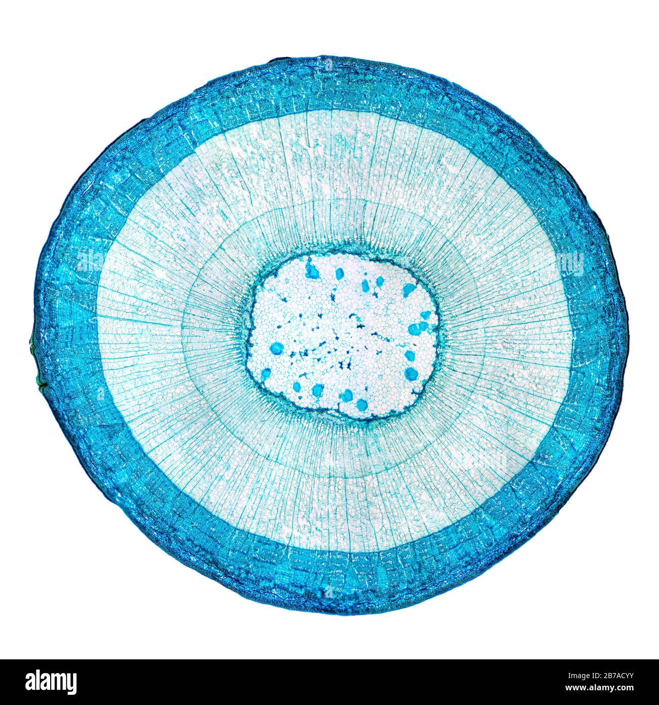Stem of wood dicotyledon, whole cross section under microscope. Light microscope slide with the microsection of a wood stem with vascular bundles. Stock Photo
