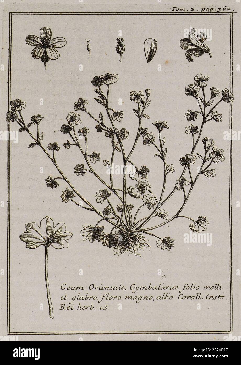 Geum Orientale, Cymbalariae folio molli et glabro, flore magno, albo Coroll Inst Rei herb 13 - Tournefort Joseph Pitton De - 1717. Stock Photo
